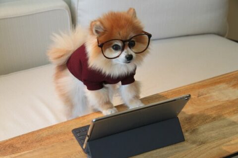 cookie the pom SNf hZz6zOY unsplash 600